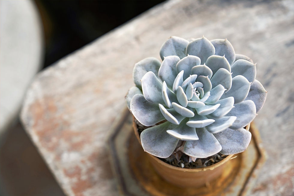 Table Plant_edited.jpg