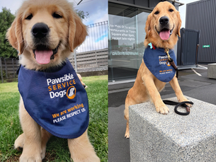 Alana’s Dream: Giving Back, One Paw at a Time