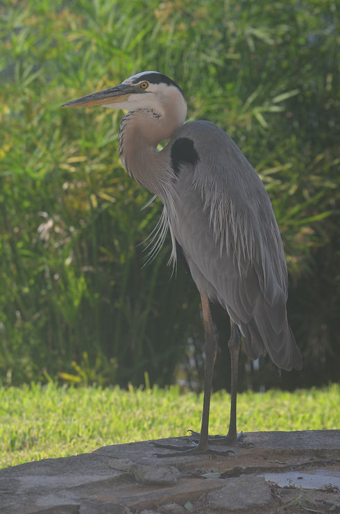 DSC_0011.JPG