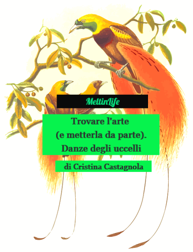 Trovare l’arte (e metterla da parte). Danze degli uccelli