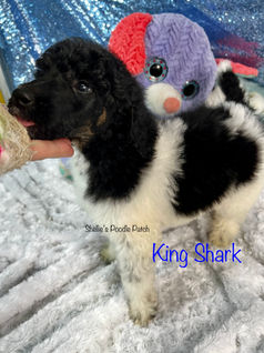 King Shark