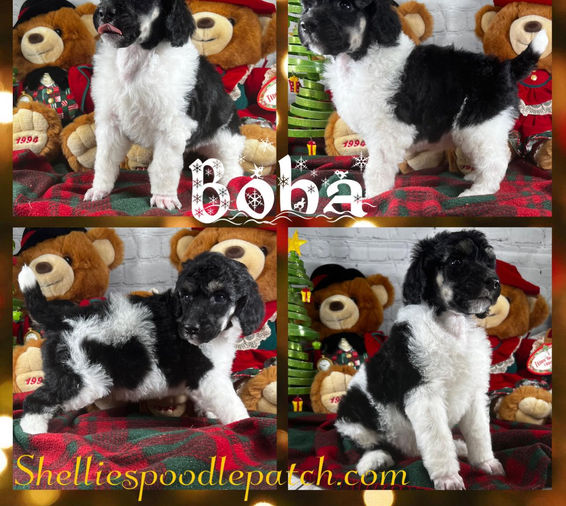 Boba1.jpg