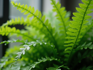 Master Indoor Plant Care: Indoor Plant Care Tips & Tricks