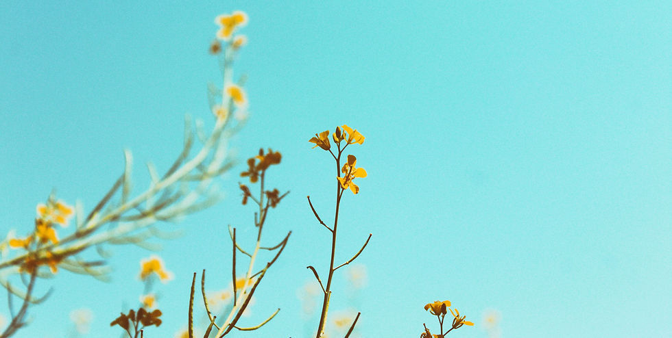 Go and Grow