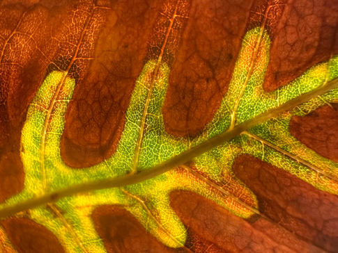 hoja seca con verde en el medio en donde se ven las nervaduras.