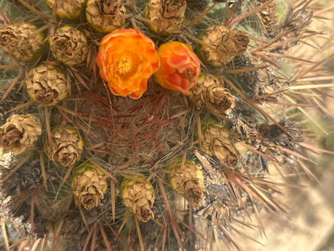 flor de tuna de color naranja