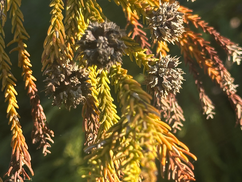 arbol con las hojas verdes y marrones en donde se ve el brillo del sol