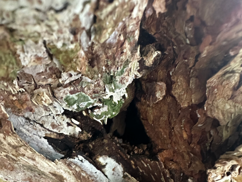 tronco con distintos colores. foto tomada desde cerca que deja ver la grieta en el árbol.