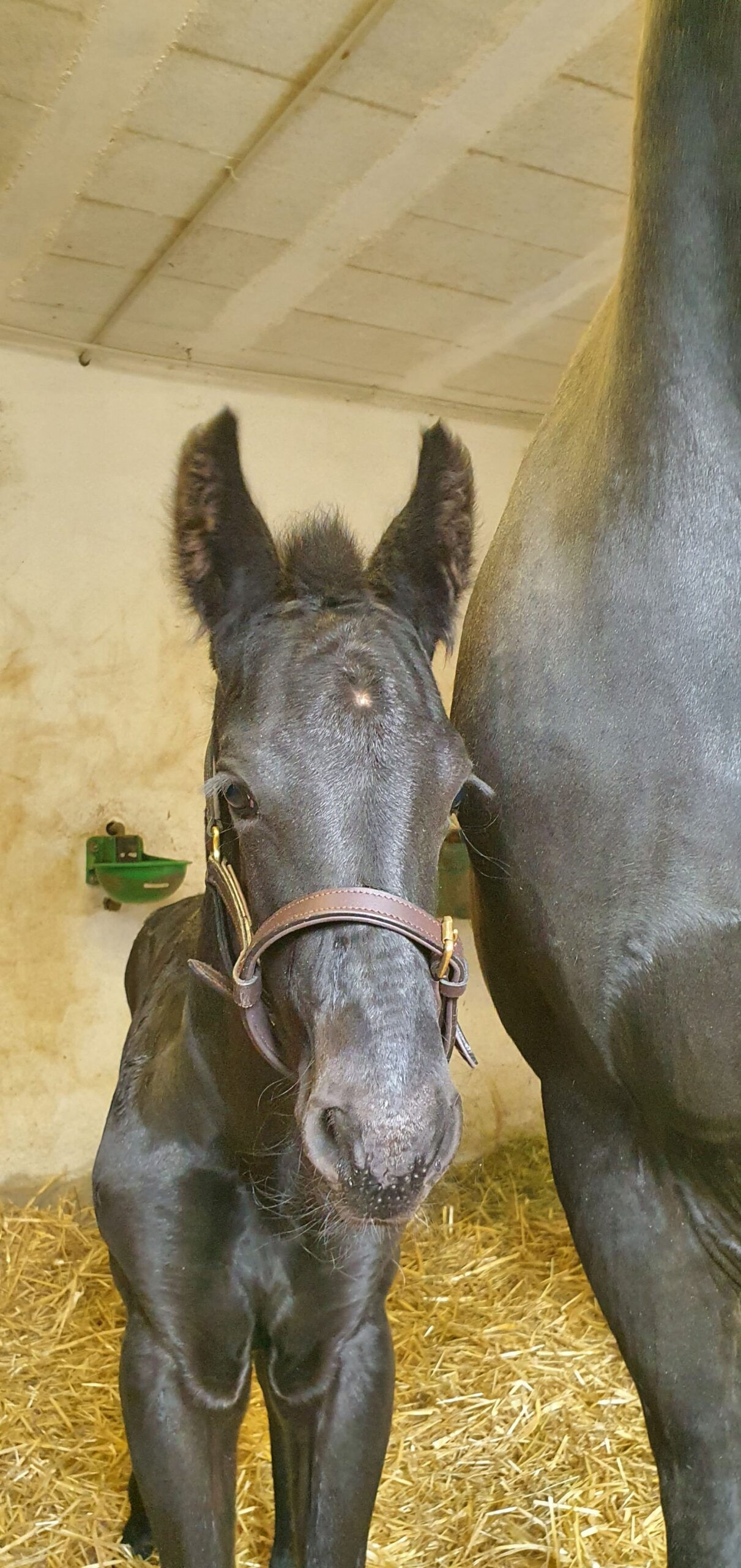 Percy de la Fretaire