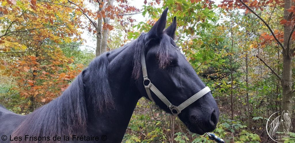 Gypsie de la Frétaire