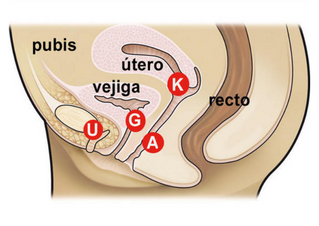Puntos de Estimulación del Orgasmo Femenino