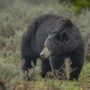 bear, grizzly bear, black bear, Grand Teton National Park, Yellowstone National Park, Wyoming, outdoor photography, wildlife photography workshops, photography workshops, nature, nature photography, travel, travel photography