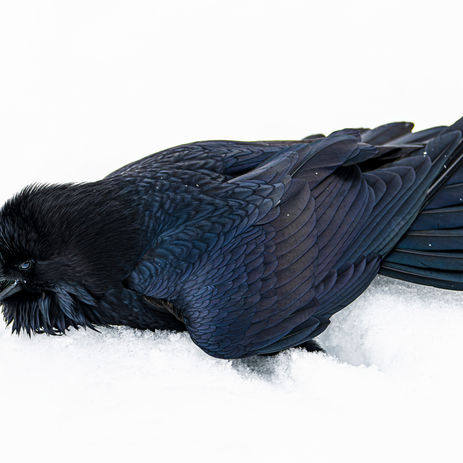 Raven bathing in the snow in Grand Teton National Park