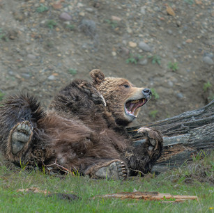 bear, grizzly bear, black bear, Grand Teton National Park, Yellowstone National Park, Wyoming, outdoor photography, wildlife photography workshops, photography workshops, nature, nature photography, travel, travel photography