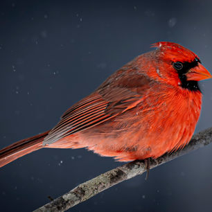 Cardinal standing out on a winter day