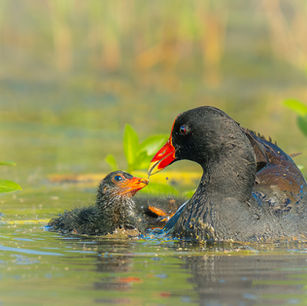 alligator, reptile, wildlife photography, nature,  swamp, photography workshop, wildlife photography workshop, photography lessons, Louisiana, wildlife photography, nature photography, landscape photography, deer, bear, black bear, grizzly bear, moose, elk, fall colors, spring, Wyoming, Montana, Grand Teton National Park, Yellowstone National Park, digital photos, digital downloads, fine art, fine art photography, fine art prints, fine art wildlife prints, fine art landscape prints, fine art nature prints. birds, raptors, eagle, shore birds