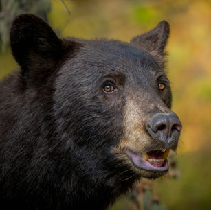 Black bear looking as if its telling a story in Jackson Hole, Wyoming