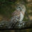 Thumbnail: Barred Owl