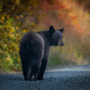 Black bear walking through a vibrant colored autumn forest in Grand Teton National Park