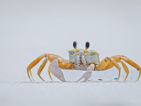 alligator, reptile, wildlife photography, nature,  swamp, photography workshop, wildlife photography workshop, photography lessons, Louisiana, wildlife photography, nature photography, landscape photography, deer, bear, black bear, grizzly bear, moose, elk, fall colors, spring, Wyoming, Montana, Grand Teton National Park, Yellowstone National Park, digital photos, digital downloads, fine art, fine art photography, fine art prints, fine art wildlife prints, fine art landscape prints, fine art nature prints. birds, raptors, eagle, shore birds