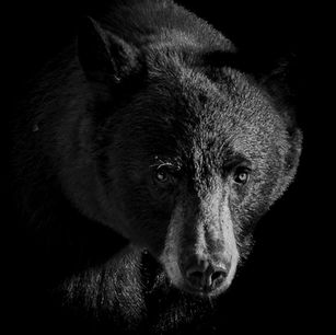 A black bear stalking its prey in Jackson Hole, Wyoming