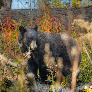 Black bear balancing on a fallen log in Jackson Hole, Wyoming