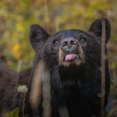 Black bear sticking its tongue out on a Joseph Marc Photography Wildlife Safari in Jackson Hole, Wyoming