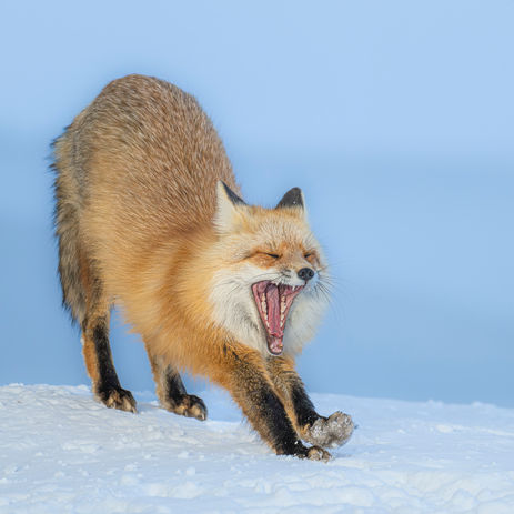 Fox stretching after an afternoon nap in the winter sun.