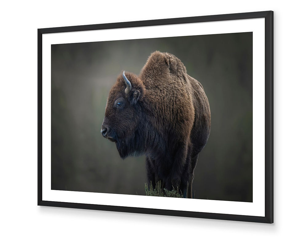 Thumbnail: Bison Portrait
