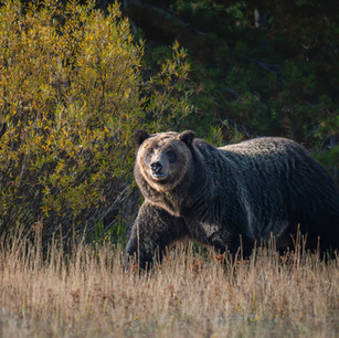 bear, brown bear, grizzly bear, wyoming, Jackson Hole, Grand Teton National Park, Wildlife