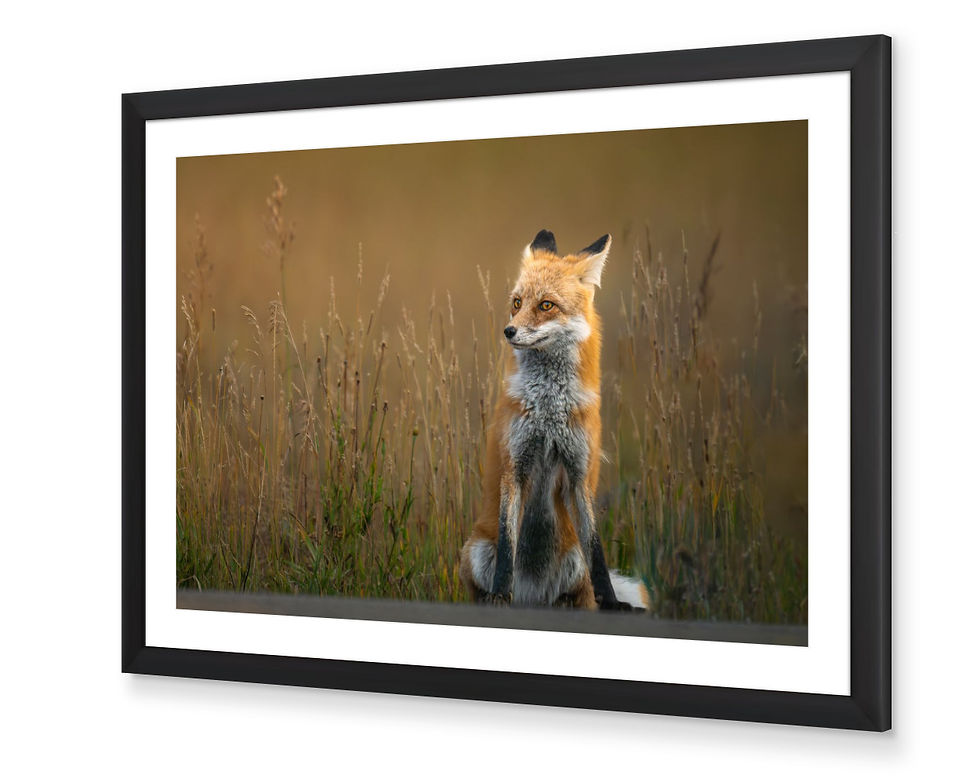 Thumbnail: Renard au Repos (Fox at Rest)