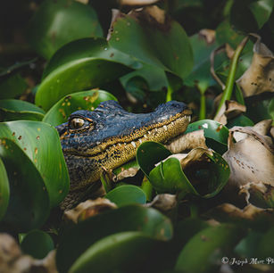 alligator, reptile, wildlife photography, nature,  swamp, photography workshop, wildlife photography workshop, photography lessons, Louisiana, wildlife photography, nature photography, landscape photography, deer, bear, black bear, grizzly bear, moose, elk, fall colors, spring, Wyoming, Montana, Grand Teton National Park, Yellowstone National Park, digital photos, digital downloads, fine art, fine art photography, fine art prints, fine art wildlife prints, fine art landscape prints, fine art nature prints.