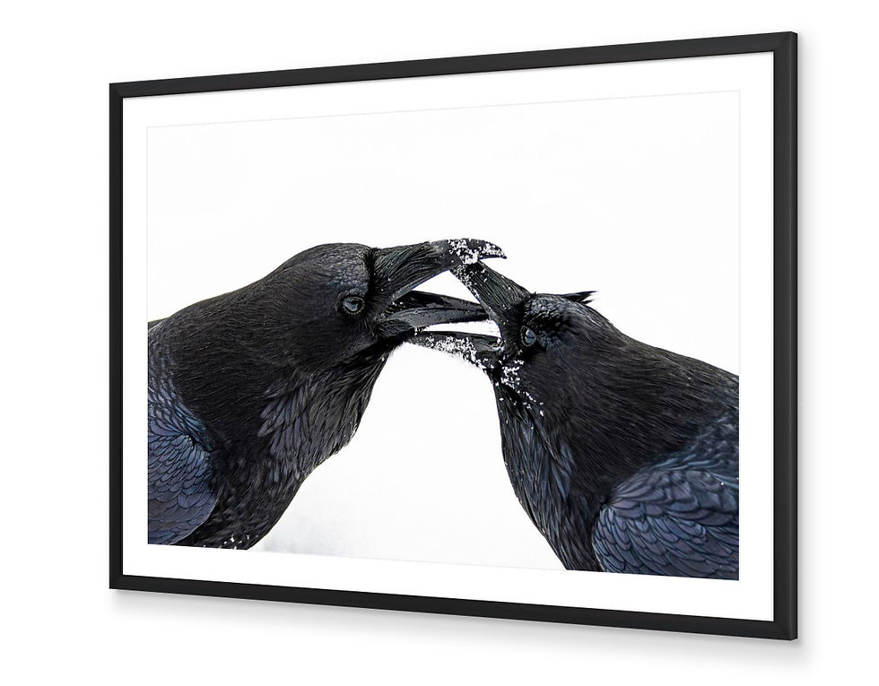 Thumbnail: "Ravens Kissing"