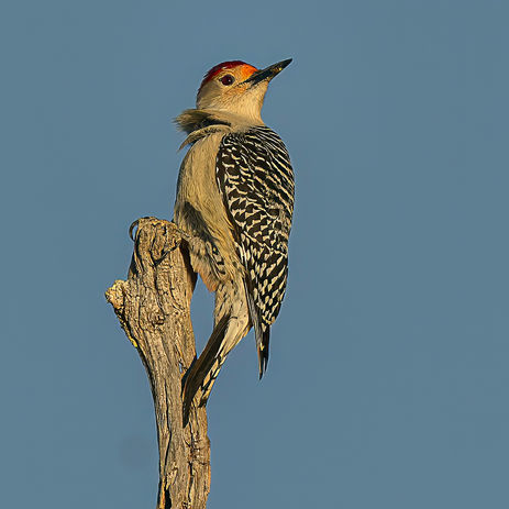 Woodpecker scanning the landscape from the top of a tree