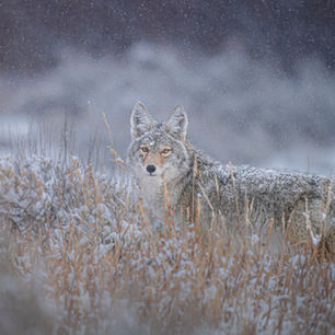 A coyote focused on finding its next meal in the Wyoming winter.