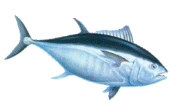 bluefin.gif