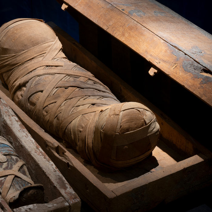 Close-up of falcon and hawk mummies from the Roman Period and Ptolemaic Period.