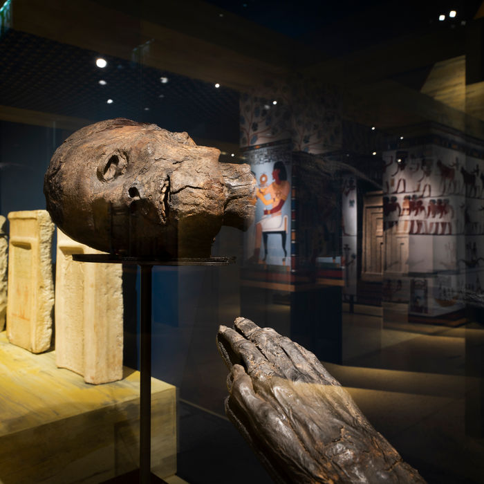 A preserved mummified human head and hand displayed on thin metal mounts. In the background, three stone stelae and colorful wall paintings of ancient Egyptian figures and rituals are visible through reflections on the glass.
