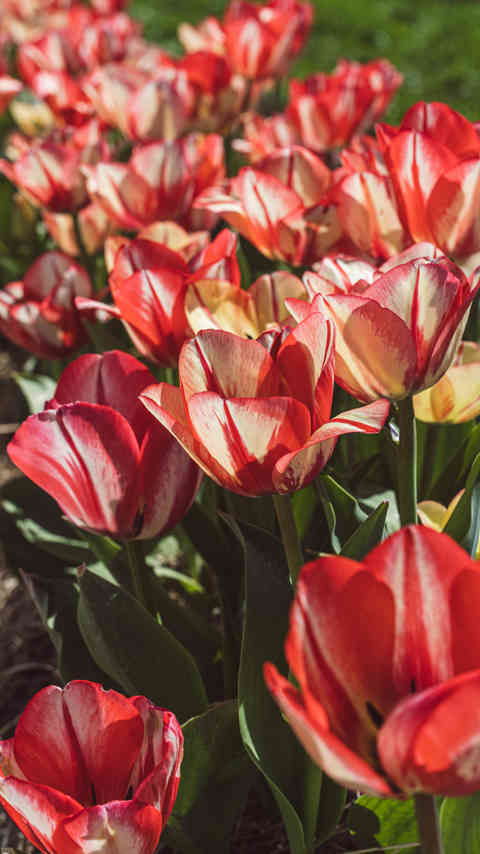 Tulips