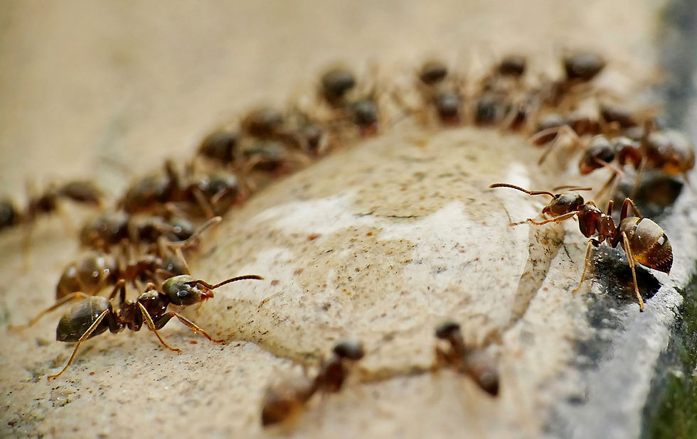 ants-4637999_1920.jpg