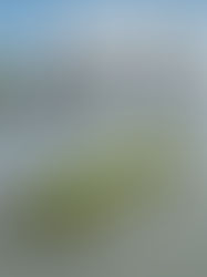 Burberry zero-waste Floating Meadow installation, River Thames London.