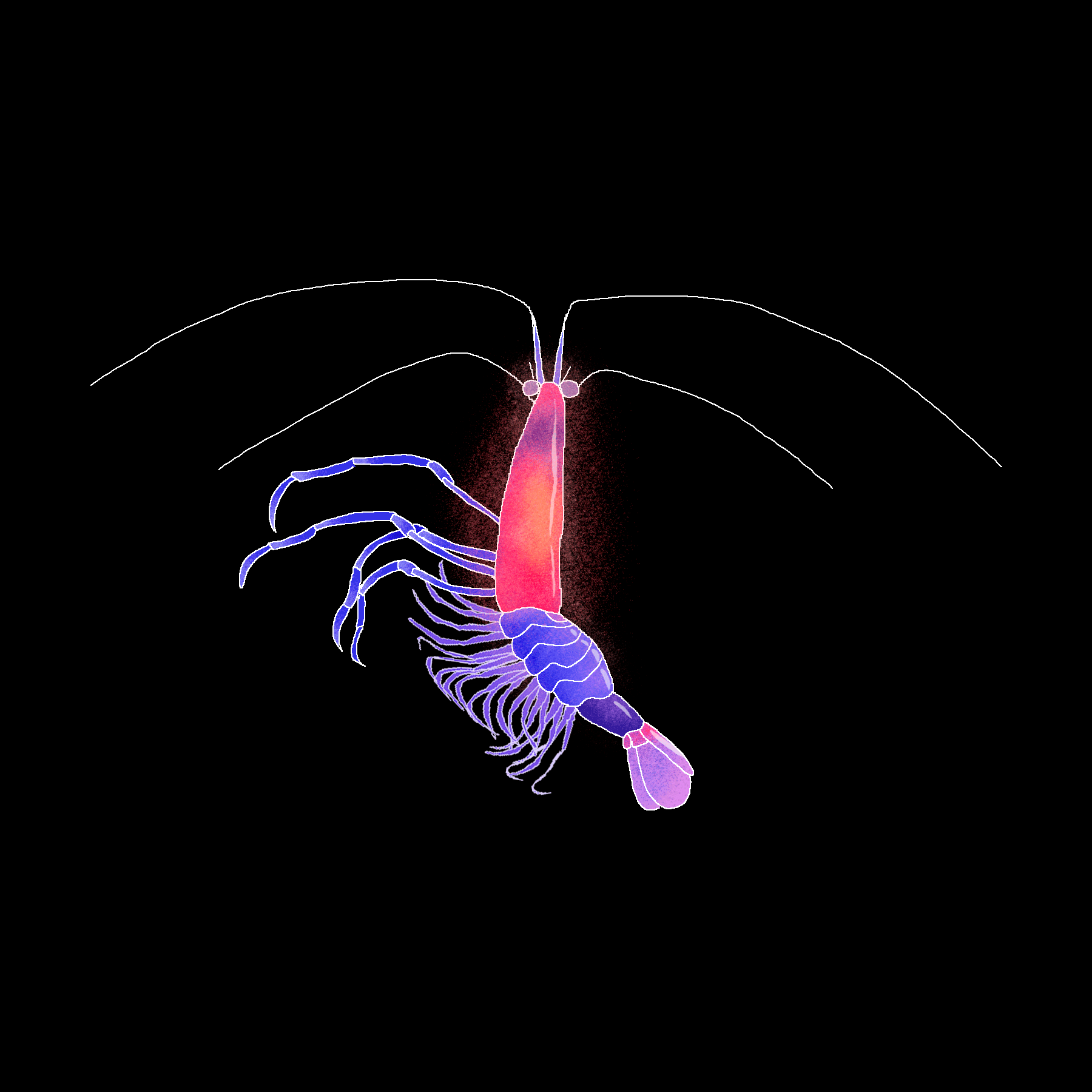 shrimp.gif