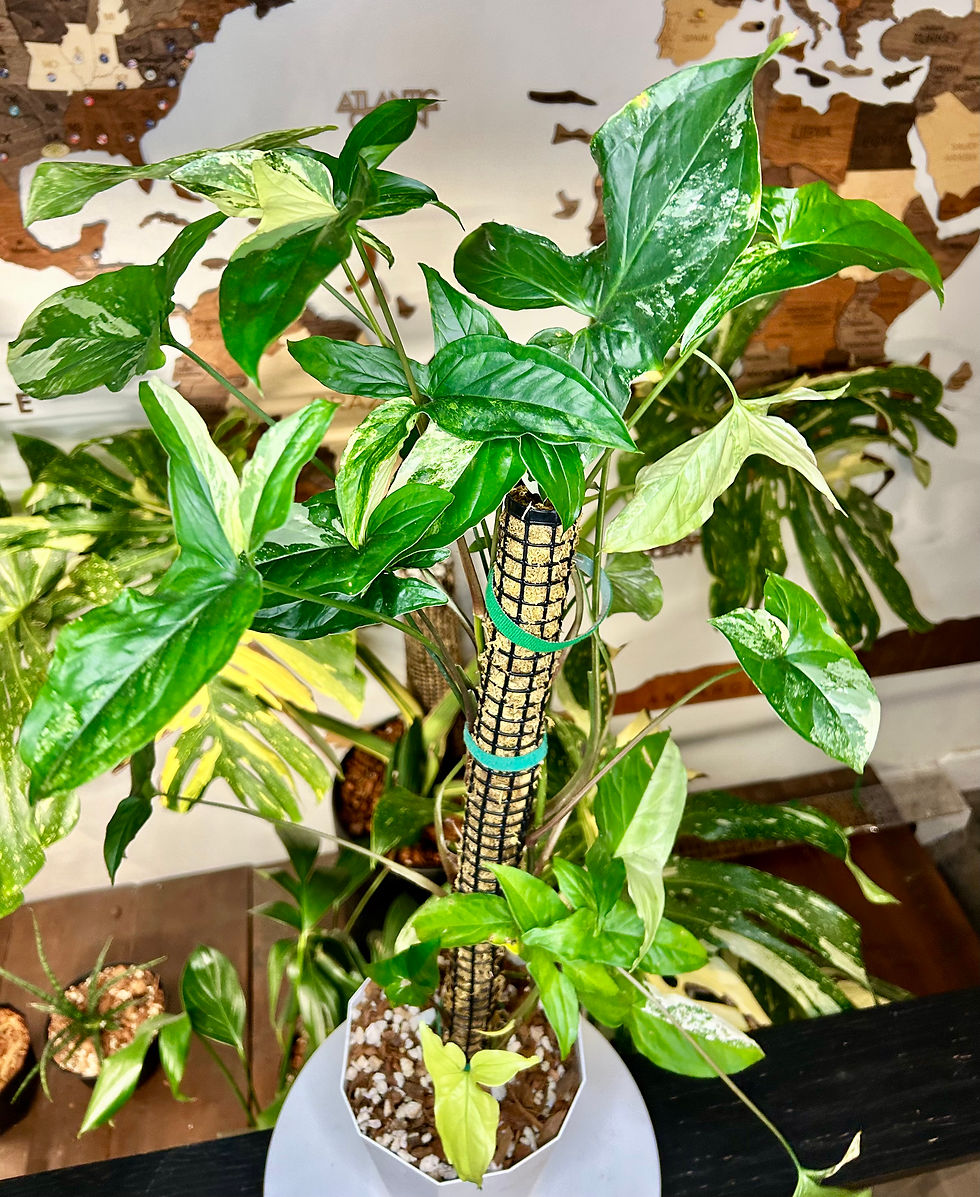 Thumbnail: Syngonium Albo 🕊️ 