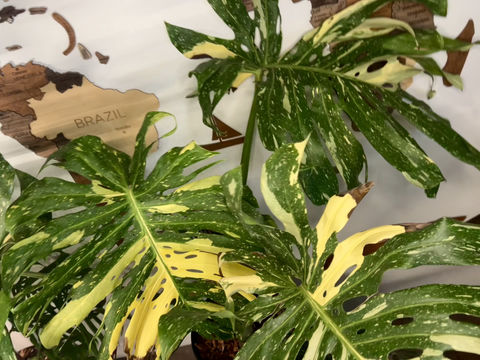 Thumbnail: Monstera Thai Constellation ✨ 