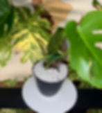 Thumbnail: Monstera Deliciosa 🌱 