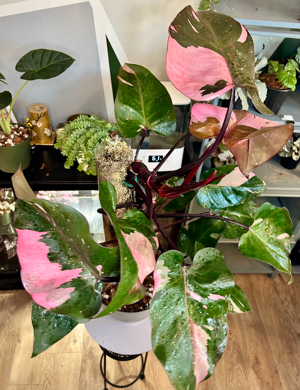 Philodendron Pink Princess 👸 