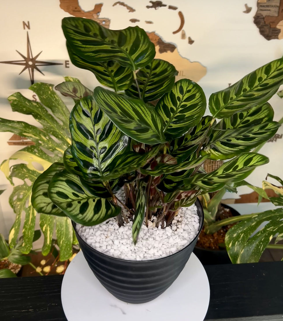 Thumbnail: Calathea Peacock 🦚 