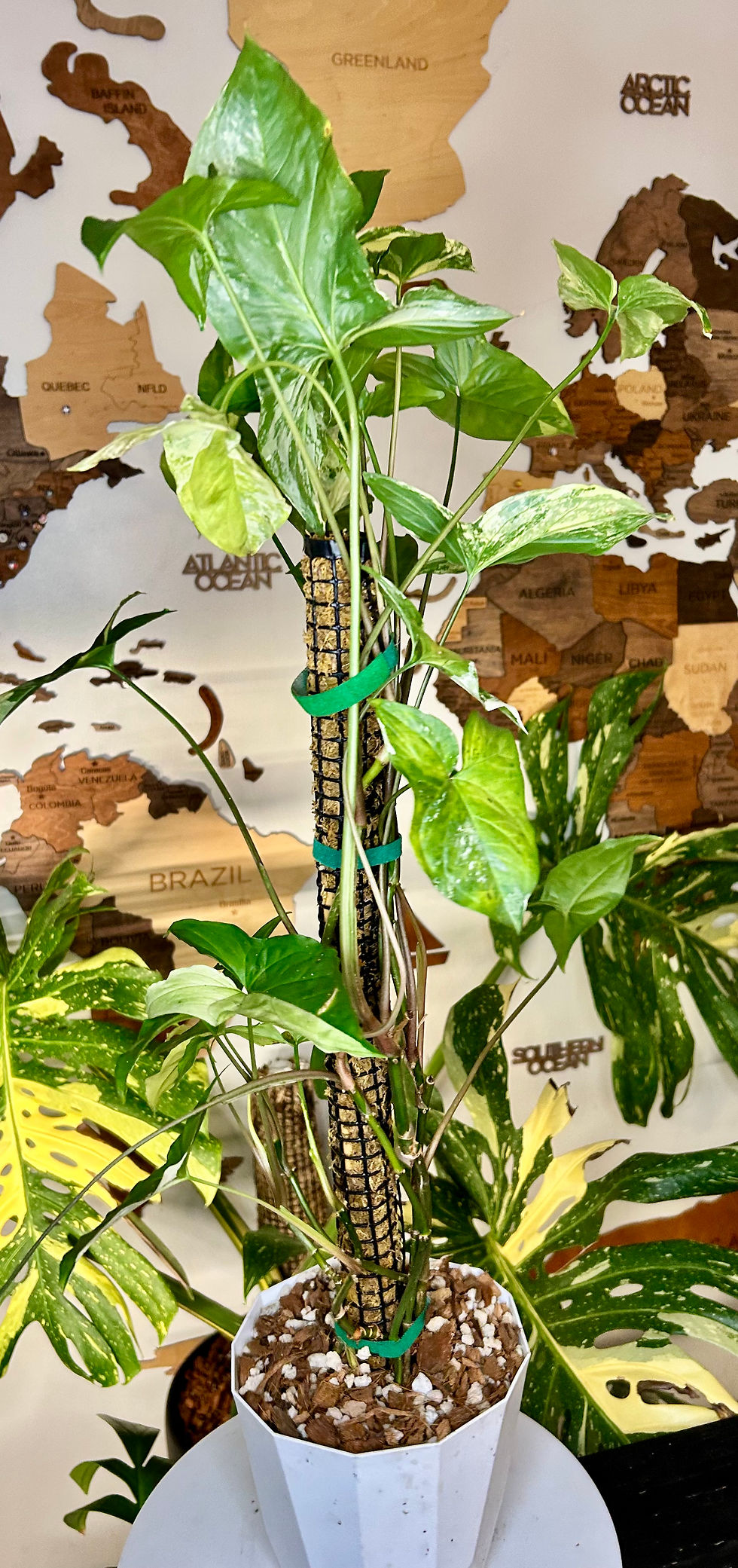 Thumbnail: Syngonium Albo 🕊️ 