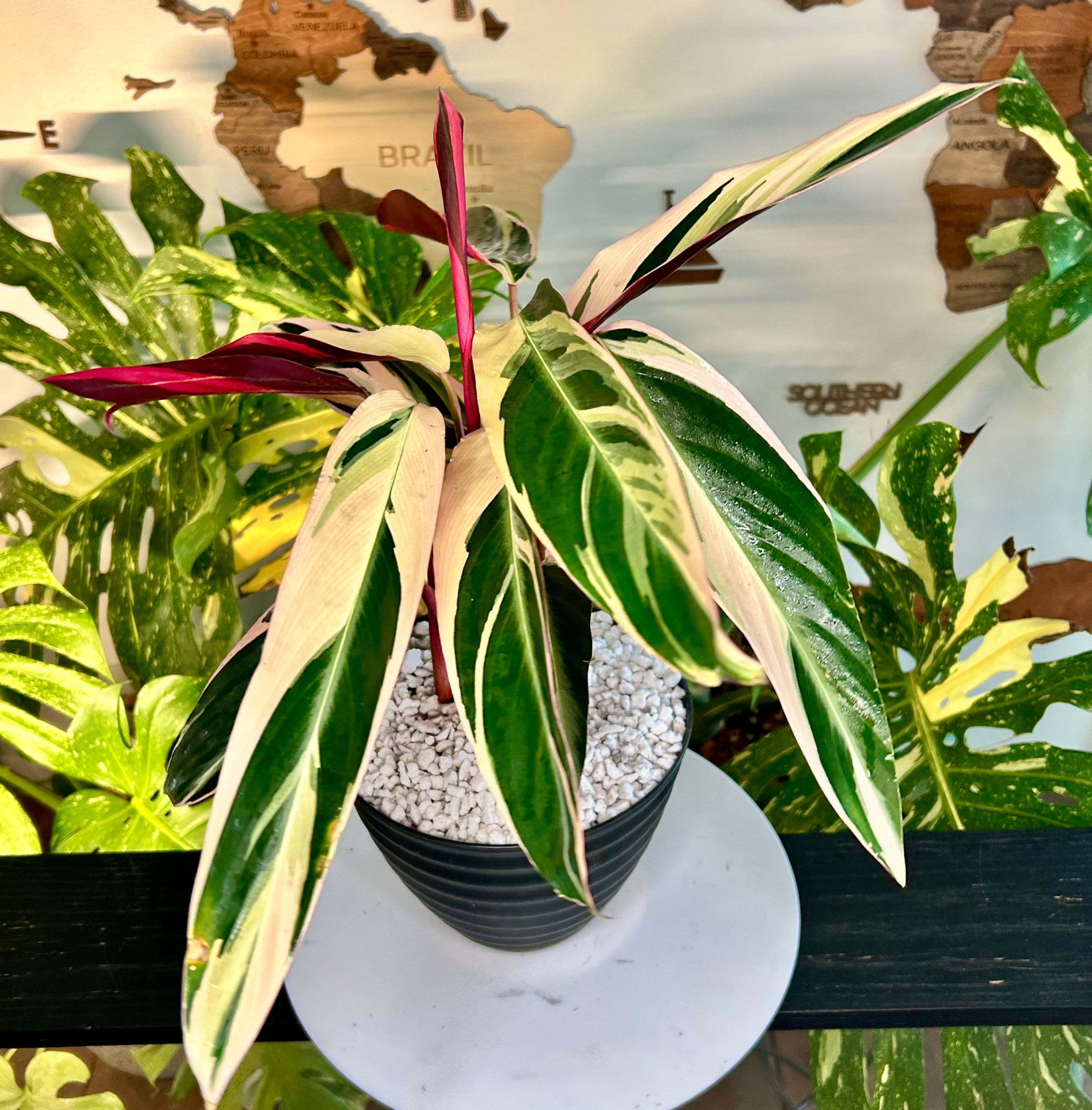 Stromanthe TrioStar ✨ 