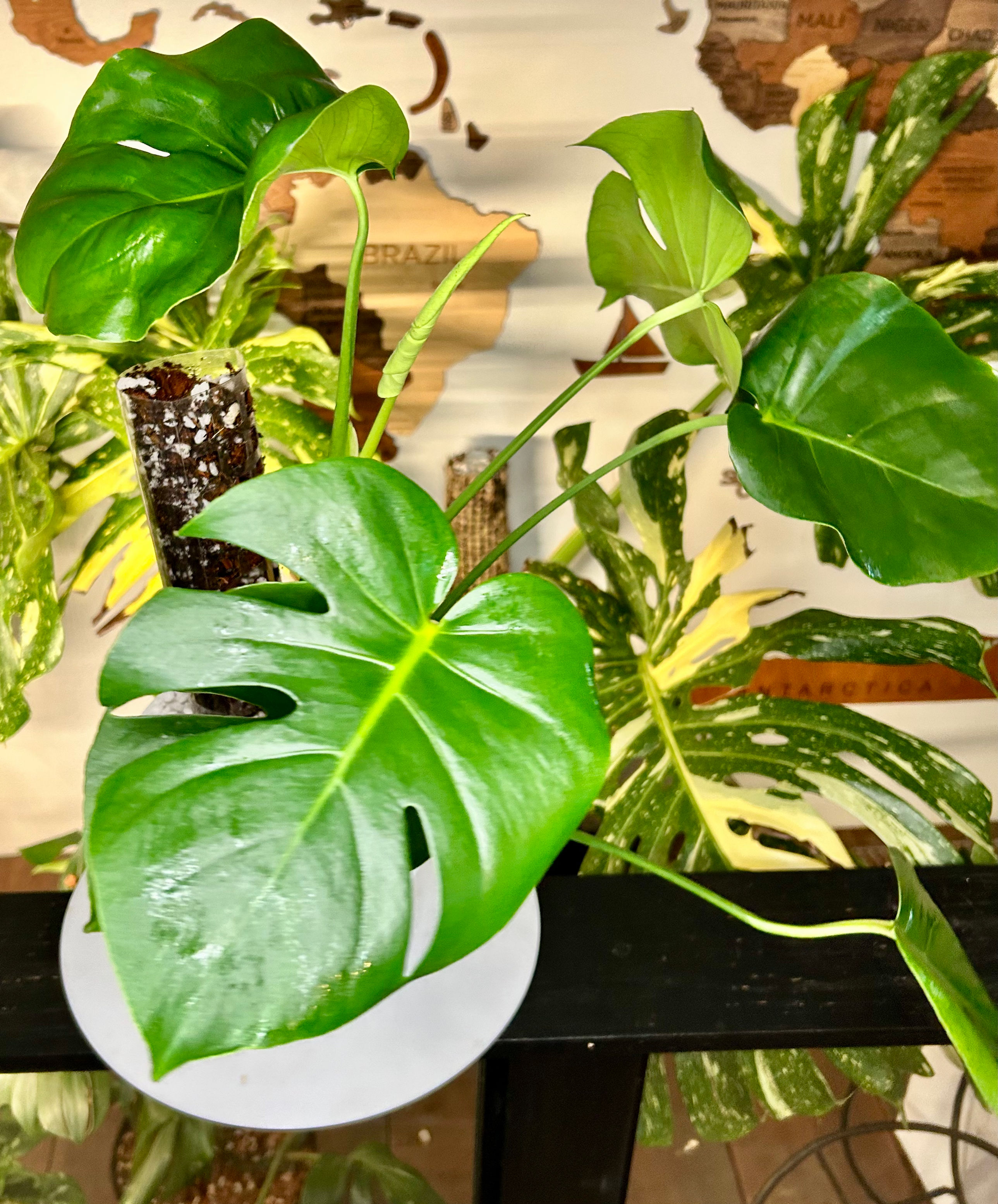 Monstera Deliciosa 🌱 